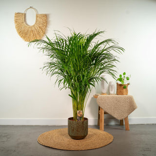 Areca palm - Ø21cm - ↕110cm