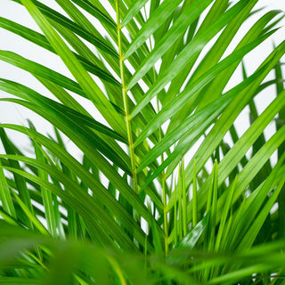 Areca palm - Ø21cm - ↕110cm