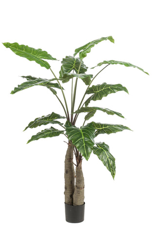 Kunstpflanze - Alocasia - Elefantenohr - 150 cm