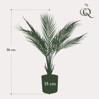Kunstpflanze - Bergpalme - 50 cm