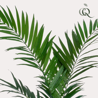 Kunstpflanze - Kentiapalme - 150cm