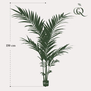 Kunstpflanze - Kentiapalme - 150cm
