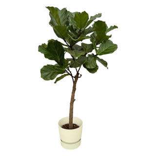 Ficus Lyrata stam inclusief elho Greenville Round wit - 160 cm - Ø30