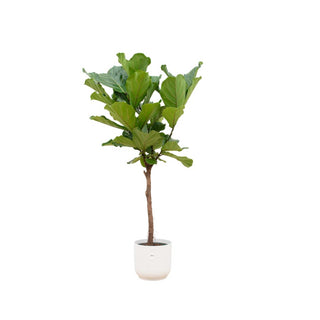 Ficus Lyrata stam inclusief elho Vibes Fold Round wit - 160 cm - Ø30
