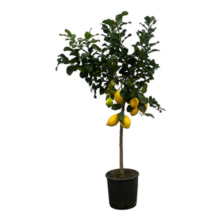 Citrus Lemon (Citroenboom) - 150 cm - Ø24cm