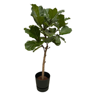 Ficus Lyrata stam inclusief elho Greenville Round zwart - 160 cm - Ø30