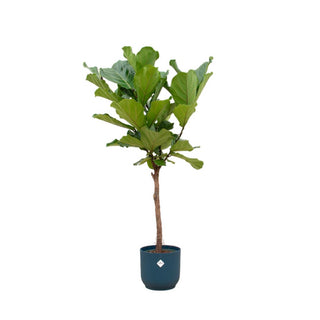 Ficus Lyrata stam inclusief elho Vibes Fold Round blauw - 160 cm - Ø30
