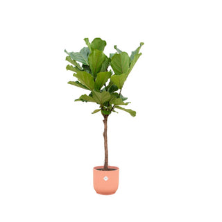 Ficus Lyrata stam inclusief elho Vibes Fold Round roze - 160 cm - Ø30
