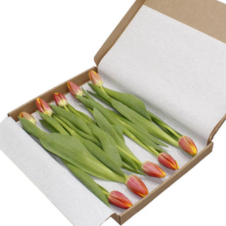 Multicolour (warm) brievenbus tulpen
